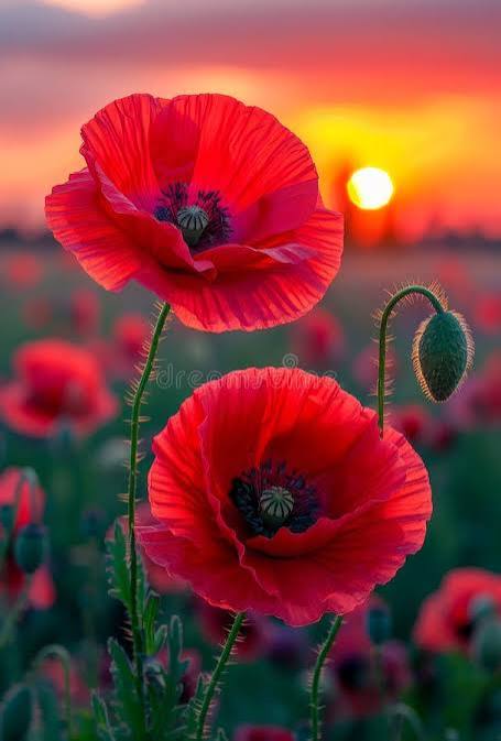 Red Poppy